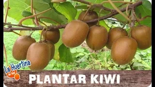 Como Plantar Kiwi En Casa Fácil || Cultivo Casero || La Huertina De Toni