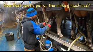 Milking cows & Milk tank room tour on the dairy farm