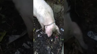 my pig in heat, standing heat ready for mating https://youtu.be/GGz9Uyuu1Rc