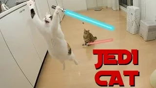 Ultimate Compilation Cat Jedi - 2016