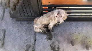 The Little Dog Neglected, Crawl on The Street Looking for Food to Live Through The Day