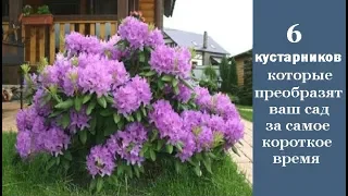 ❀ 6 кустарников, которые преобразят ваш сад за самое короткое время