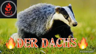 #100: WIR ZERLEGEN EINEN DACHS | !Achtung! Nix für schwache Nerven!