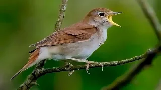 MUY DULCE LLUVIA, PÁJAROS Y MÚSICA RELAJANTE ➤Alivia el Estrés y la Ansiedad ➤Sueño Profundo ⏩10H