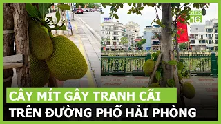 Những cây mít gây tranh cãi trên đường phố Hải Phòng | VTC16