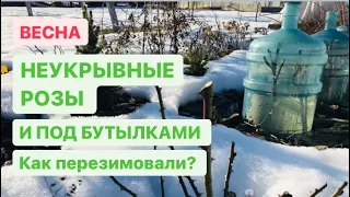 ПОСЛЕ ЗИМЫ НЕУКРЫВНЫЕ РОЗЫ И ПОД БУТЫЛКАМИ 🌹ОТКРЫЛА ИВУ КОЗЬЮ ПЕНДУЛА