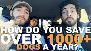 These People Rescue Over 1,000 Dogs A Year ... in Their Free Time!