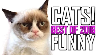 FUNNY VIDEOS 2016 - CATS COMPILATION!