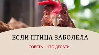 БОЛЕЗНИ КУР - советы! Что делать, когда заболела курица?  Советы универсальны и для других птиц!