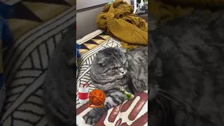 Виски, кола,королева танцпола!🐱