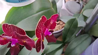 Роспуски орхидеечек на кухне.🌺🌺🌺🌺🌺