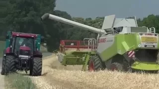 moisson de l'orge claas lexion 540