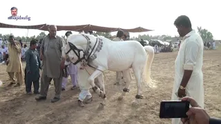 Best horse dance in Shakrila/pakistan