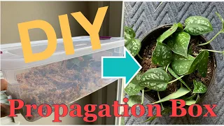 DIY PROPAGATION BOX