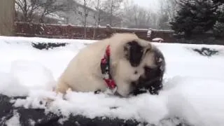 Pug goes crazy for snow