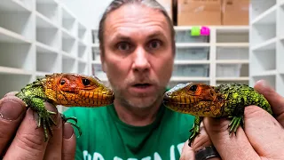 UNBOXING DREAM ANIMALS FOR THE REPTILE ZOO!! Build Day #9  | BRIAN BARCZYK