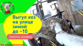 Выгул коз зимой на улице до - 10* и березовые веники на десерт