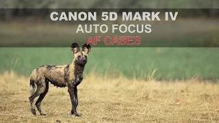 Canon 5D Mk IV - Autofocus: Part 4/4 -  AF Cases