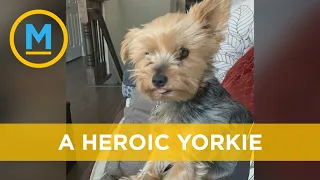 Heroic Yorkie protects 10-year-old owner from coyote attack | Your Morning