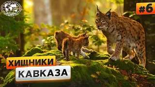 Животный мир Кавказа. Хищники  | @Русское географическое общество