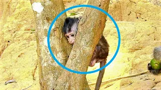 BREAKING HEART WHEN SEE BABY MONKEY LUCUS REAL STUCK HEAD VERY HARD IN NARROW BRANCH OF TREE.