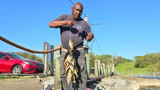 Multi-species at the marina! BLUEGILL! CRAPPIE! SHELLCRACKER! 💯💥💯💥