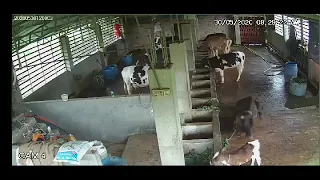 tragic moment.sudden death of a cow.