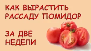 Как вырастить рассаду помидор за две недели. Рассада томатов из пасынков.