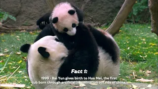 3 Facts About the History of Pandas at San Diego Zoo