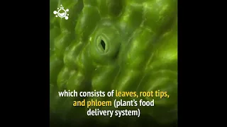 Цікаве про рослини