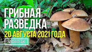 ГРИБНАЯ РАЗВЕДКА 20 августа 2021года. Сбор грибов: белых, подберёзовиков.