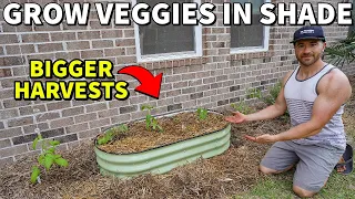 How To Grow Vegetables In Shade For BIGGER HARVESTS!