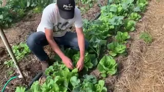 An example of growing annual crops through Syntropic Agroforestry