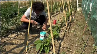 Fasulyeye uyguladığım yöntem köydekileri hayran bıraktı