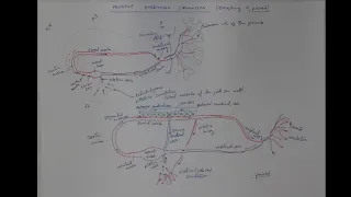 05_02 Early embryonic circulation