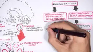 Compensatory Mechanisms of (Medical) Shock