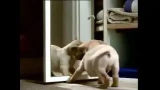 Best FUNNY dog  commercial collection - CUTE PET COMMERCIAL COMPILATION