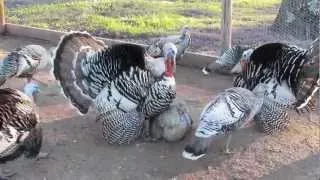 My Gobbler Breeding a Squealing Hen