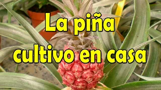 Todo sobre la planta de piña, cuidados, reproducción y más