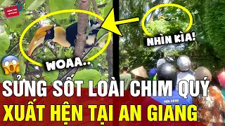 Xuất hiện loài chim quý 'HỒNG HOÀNG' tại An Giang khiến người dân thi nhau 'XIN VÍA' | Động Tiin