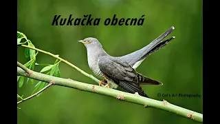 Kukačka obecná - Cuculus canorus ČR