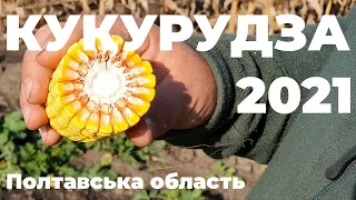 Кукурудза 2021. Полтава, Лубенський район, Юрій Плеханов