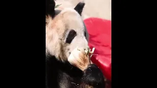 Giant #panda #YaYa at #Beijing #Zoo enjoyed apple and bamboo shoots while sunbathing.