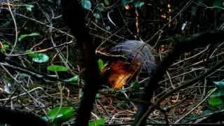 Male Albert's Lyrebird Performance