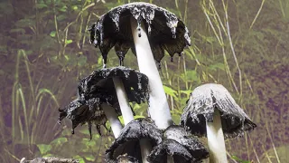 Shaggy Inkcap fungi time-lapse - UHD 4K