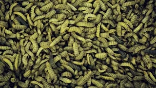 The Bugs That Decompose Bodies and Help Solve CSI Secrets | National Geographic