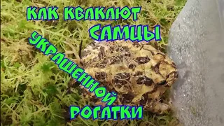 Как квакают рогатки)))