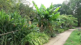 Hardy Exotic Plants & Trees at Hortus Botanicus Leiden