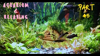 Relax music with aquarium background/Музыка для релакса с фоном на аквариум/Part#5