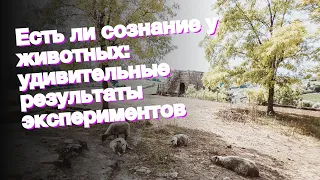 Есть ли сознание у животных: удивительные результаты экспериментов